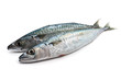two fresh mackerel - due sgombri