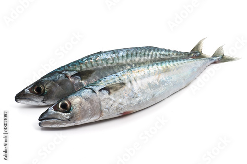 Photo: two fresh mackerel - due sgombri two fresh mackerel - due sgombri
