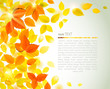autumn background with falling yellow leaves