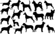 chiens