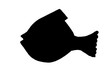 Fisch_Illustration