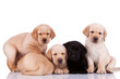 curious little labrador retriever puppies curious little labrador retriever puppies