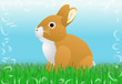 Hase im Gras