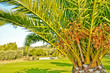 Foto: Palmengarten Palmengarten