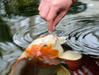 Feeding koi carp