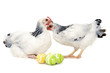 Chickens and easter eggs