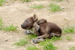 Spotted hyena cub