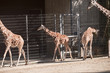 Foto: Giraffen Giraffen