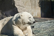 Foto: Eisbär Eisbär