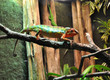 Chameleon