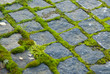 moss on paving