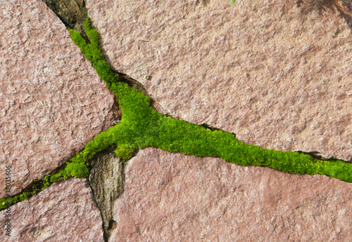 Foto: moss on paving moss on paving