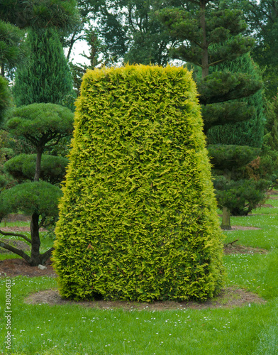 Foto: yew topiary yew topiary