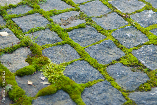 Photo: moss on paving moss on paving