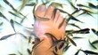 Fish spa pedicure