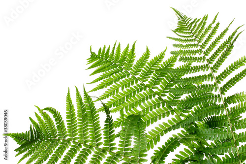 Photo: Three green leaves of fern isolated on white Three green leaves of fern isolated on white