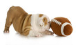 playful puppy