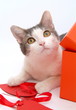 Katze mit Herz
