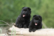 mimétisme de deux chiots schipperke