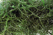 details of fresh green seaweed