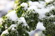 Grünkohl,schneebedeckt