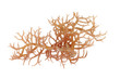 fresh bright brown seaweed