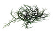 fresh green seaweed