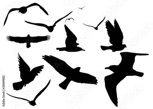 Illustration: vögel, vektor vögel, vektor