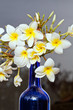 Frangipani