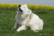 chien qui se gratte - puce, tique,parasites