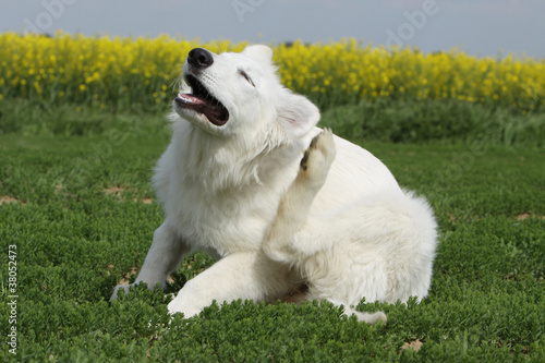 Photo: chien qui se gratte - puce, tique,parasites chien qui se gratte - puce, tique,parasites