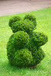 Beautifully manicured park plant. Beautifully manicured park plant.