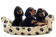 chiots cockers anglais sur canapé chiots cockers anglais sur canapé
