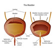 anatomie of the bladder illustration