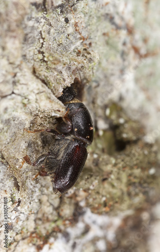 Photo: Woodborer, extreme close-up Woodborer, extreme close-up