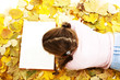 Teenage girl lying down reading book with leaves around