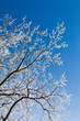 Landschaft mit Raureif, Frost und Schnee auf Baum im Winter.