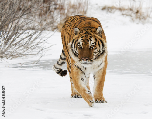 Photo: Siberian Tiger Siberian Tiger