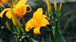 yellow lilies