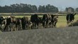 Herd of cows on road