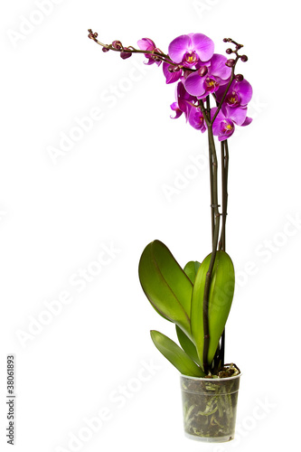 Foto: Pink orchid. Pink orchid.