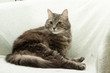 Cat on armchair Cat on armchair