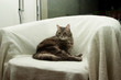 Cat on armchair Cat on armchair
