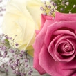 Pink and white roses