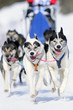 Husky Race
