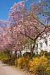 Blühende Zierkirschen und Forsythien in Hamburg