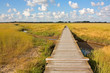 Holzsteg durch Salzwiesen an der Nordsee bei Sankt Peter-Ording