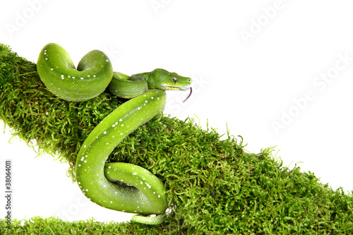 Photo: Snake ,Schlange ,Boa,Python,Corallus caninus Snake ,Schlange ,Boa,Python,Corallus caninus