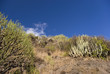 Wüstenvegetation