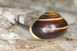 Snail crawling on wood, macro photo Snail crawling on wood, macro photo